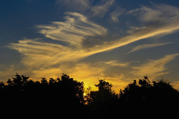 Treeline at Sunset