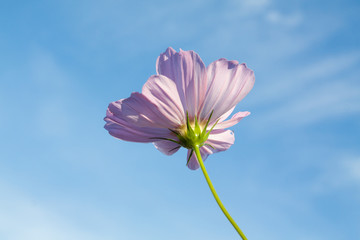 single pink cosmos flower on clear blue sky