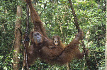 Naklejka premium Young Orangutan embracing mother in tree