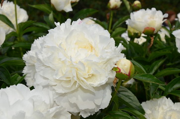 Gentle blooming white peony flower in the garden in spring