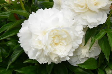Gentle beautiful white peony flower 