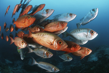 Mozambique Indian Ocean school of crescent-tail bigeyes (Priacanthus hamrur)