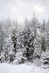 Winter landscape with snowy fir trees