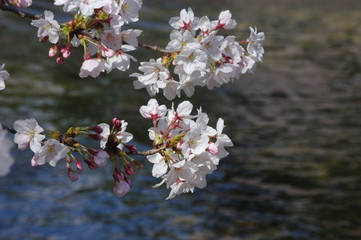 サクラ　cherry blossom