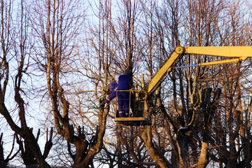 workers cut branches and trims a trees limes using the lift in the park.