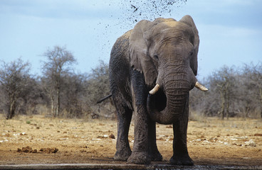Fototapeta na wymiar African Elephant (Loxodonta Africana) squirting mud on savannah