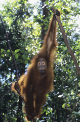 Orangutan hanging in trees