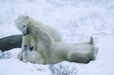 Canada Churchill polar bear cubs playing in snow © MDBPIXS