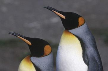 UK South Georgia Island two King Penguins standing side by side close up side view