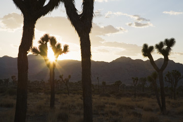 Naklejka premium Silouette of Joshua trees in desert at sunset
