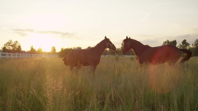 SLOW MOTION: Two beautiful dark brown horses running fast on vast meadow field