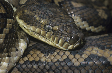 Carpet Python close-up