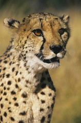 Cheetah (Acinonyx Jubatus) close-up © MDBPIXS