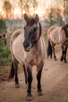 European wild horses