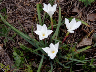 Four white flowers