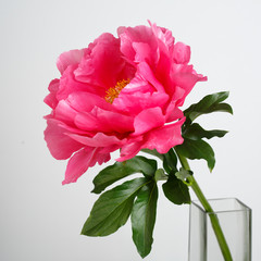 Pink peony in a vase isolated on a gray background.