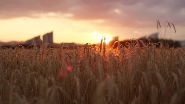 Close up sun shining through dry yellow wheat ear on field at golden sunset