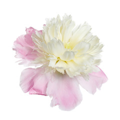 Yellowish pink peony flower with the shape anemone flowered isolated on white background.