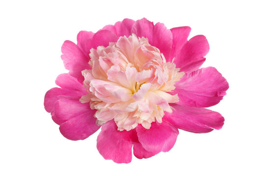 Pink peony flower with the shape anemone flowered isolated on white background.