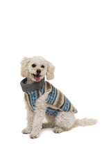 Cute little white poodle in dog clothes