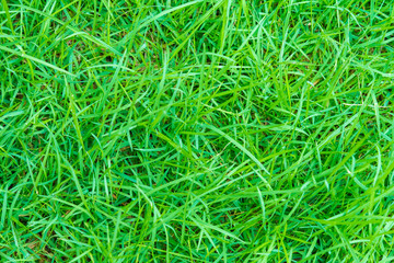 Green grass