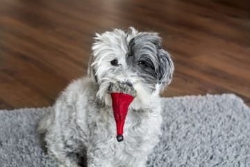 Cute christmas dog with red christmas hat in the month