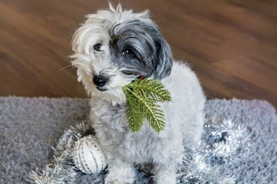 Cute white  Bichon Havanese  dog with a Christmas tree twig in the mouth