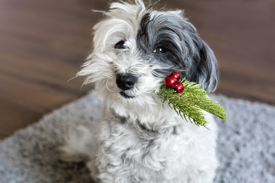 Cute white  Bichon Havanese  dog with a Christmas tree twig in the mouth