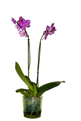 Orchid houseplant in pot on white background