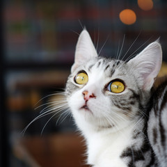 Beautiful tabby cat.