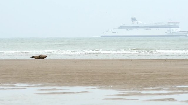 b&eacute;b&eacute; phoque se reposant sur le sable