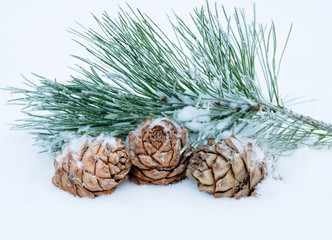 Three cedar cones with  branch in the snow