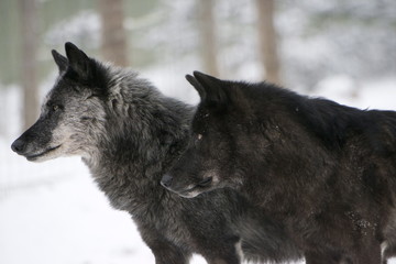 Two black melanistic variants of North American Timber wolf (Canis Lupus) in snow, Austria
