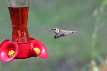 Humming Bird © Roz