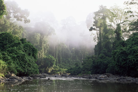 Fototapeta Rainforest, Danum Valley, Sabah, Malaysia, island of Borneo