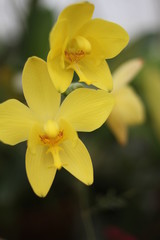 Fototapeta na wymiar Yellow Orchids