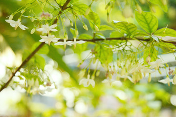 White Flowers