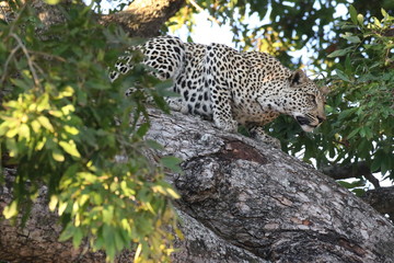 Fototapeta na wymiar Safari in South Africa