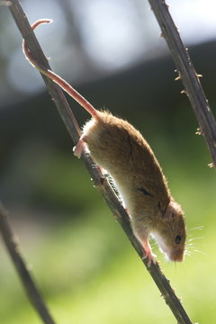 Harvest mouse (Micromys minutus) the smallest British rodent by weight, with prehensile tails to help them climb