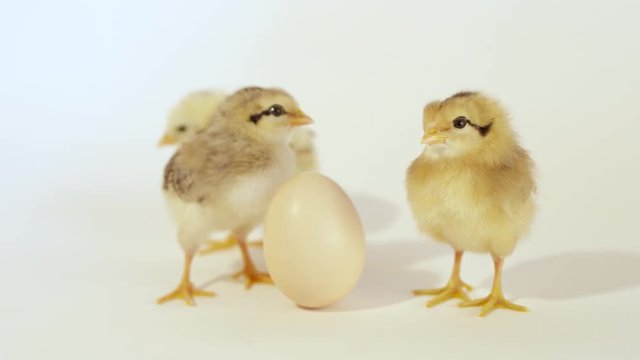 CLOSE UP: Three cute little baby chicks waiting for an egg to hatch