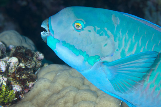Indian steephead parrotfish (Scarus strongycephalus), beak open feeding, Queensland