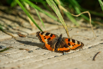 Orange butterfly