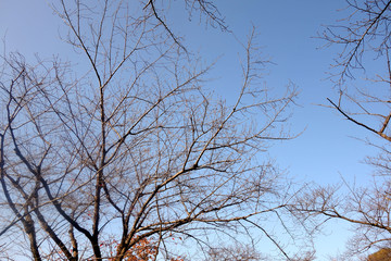 代々木公園