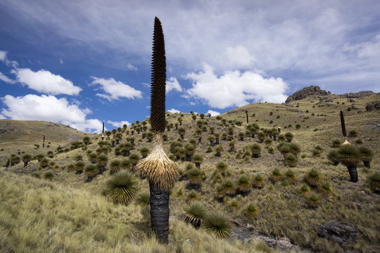 Puya raimondii tree (the Queen of the Andes tree), after seeding, Peru