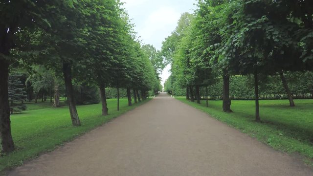 Alley in the Park in Peterhof
