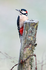Great-spotted woodpecker on frosty post - 129933223