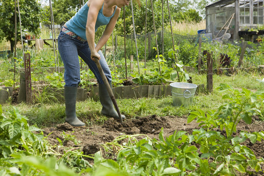 Low section of woman digging on an allotment