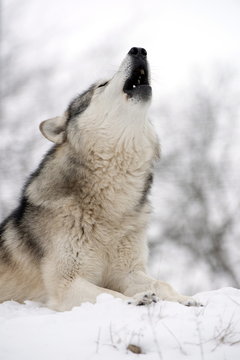 North American timber wolf (Canis Lupus) howling in the snow in deciduous forest, Wolf Science Centre, Ernstbrunn, Austria