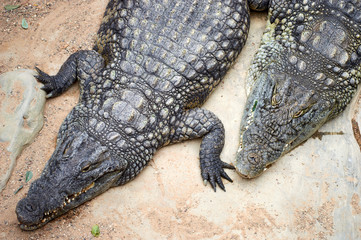 two danger crocodiles on the sand