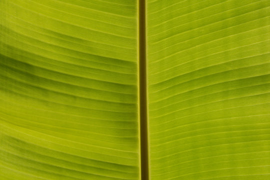 Abstract image of Green Palm leaves in nature